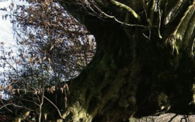 L’arbre paysan