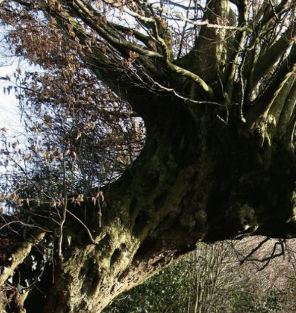 L’arbre paysan